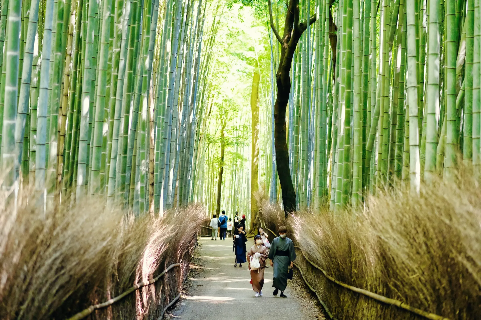 A Journey Through Time and Beauty: Three Unforgettable Days in Kyoto o549q8