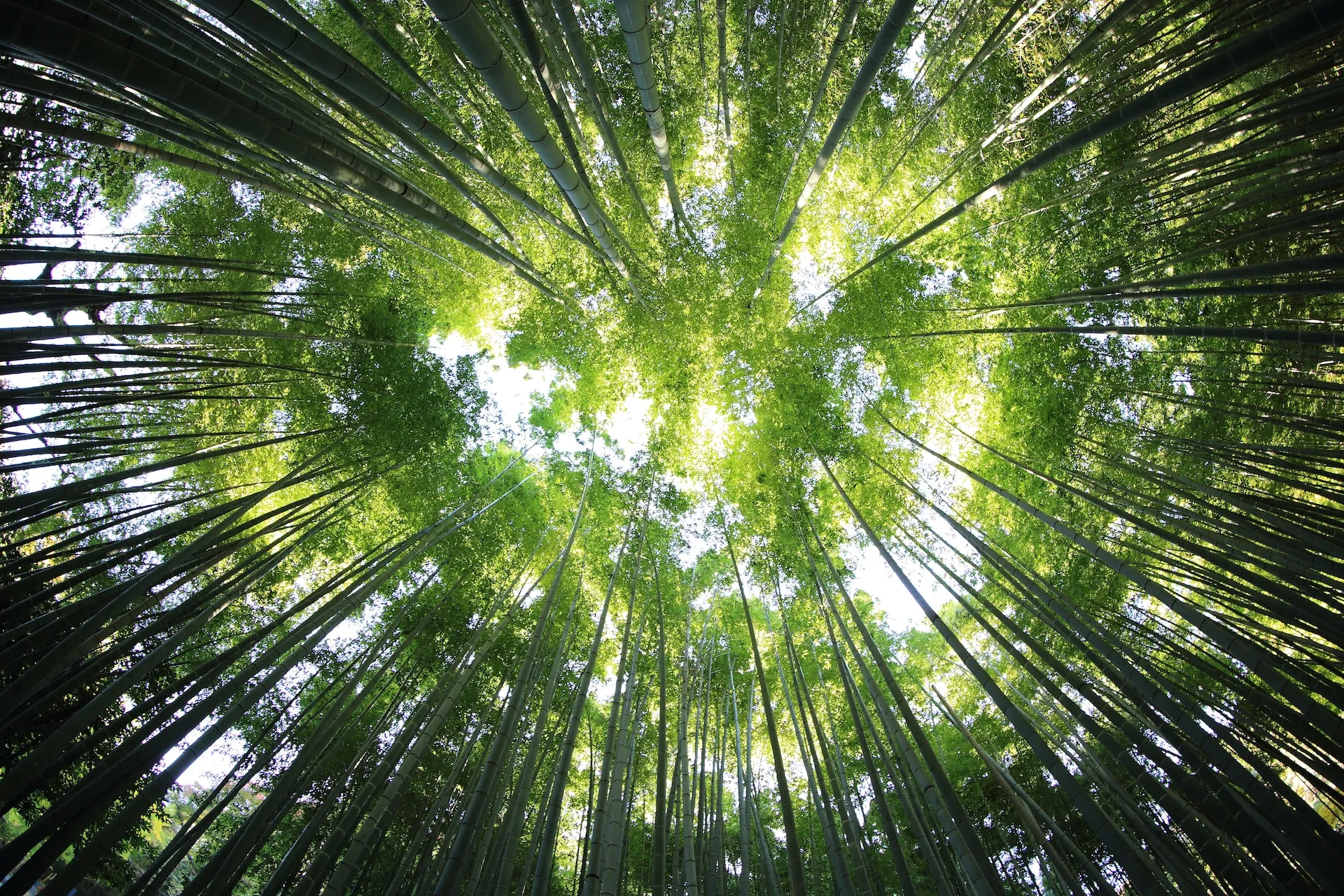 Uncovering the Magic of Kyoto: A Two-Day Adventure Through History and Culture 7f3dix