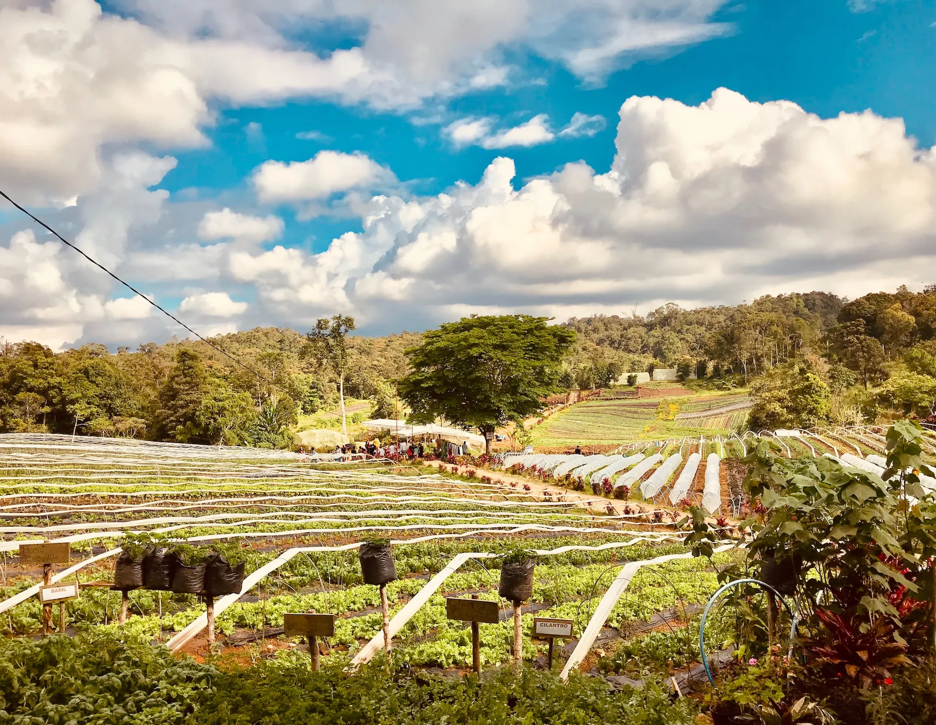 A Five-Day Adventure: Unveiling the Beauty and Charm of Davao City and Samal Island 9gq8gf