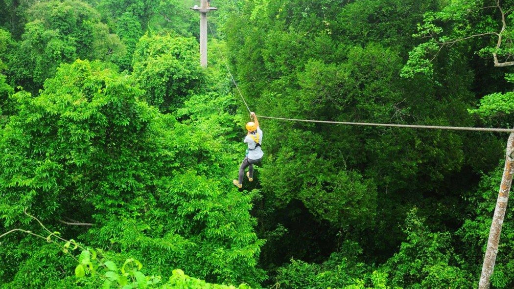 Flight of the Gibbon