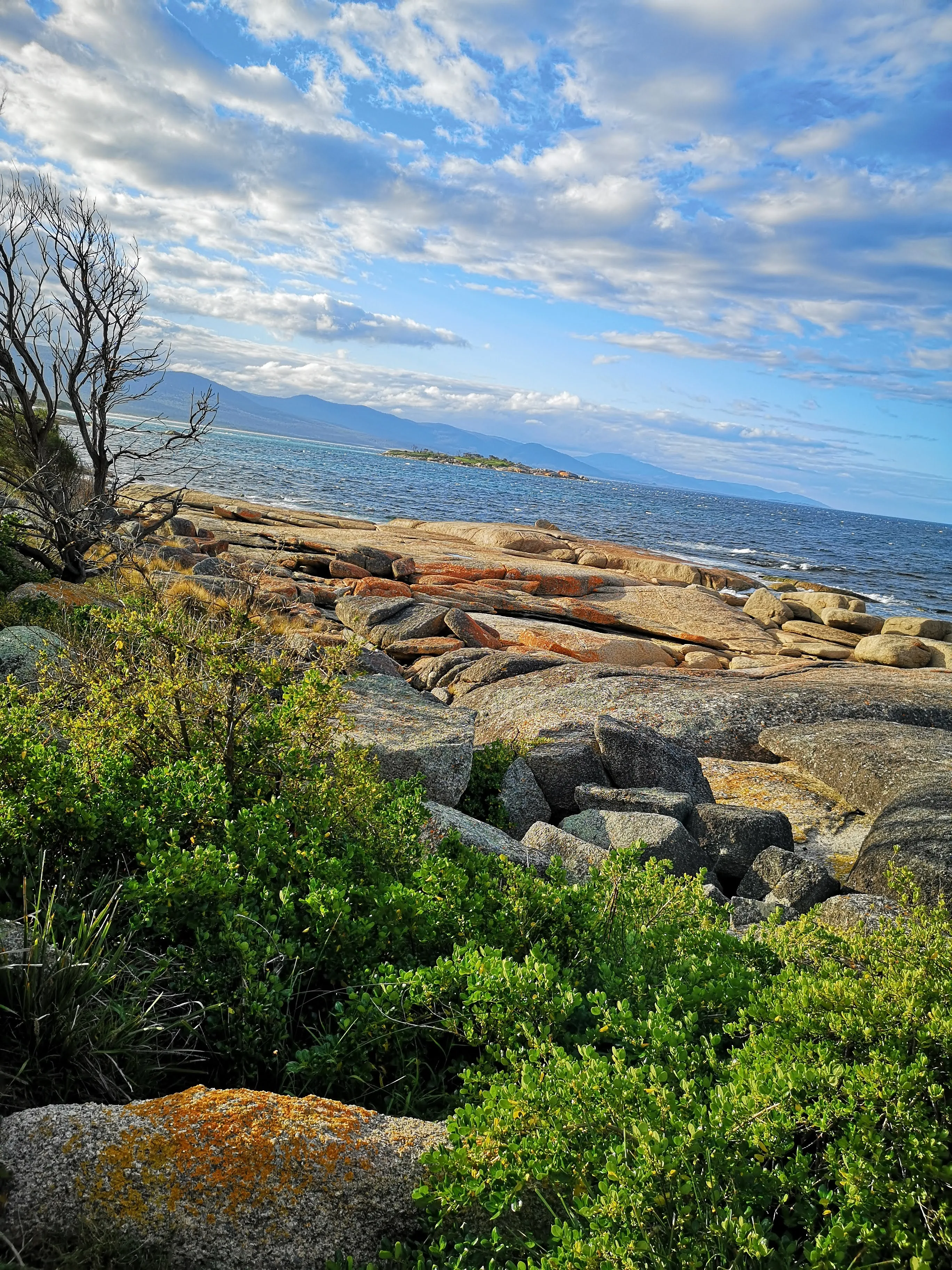 Northern Tasmania Road Trip Itinerary: Penguins, Devils & Stunning Coastal Views o5rfs5