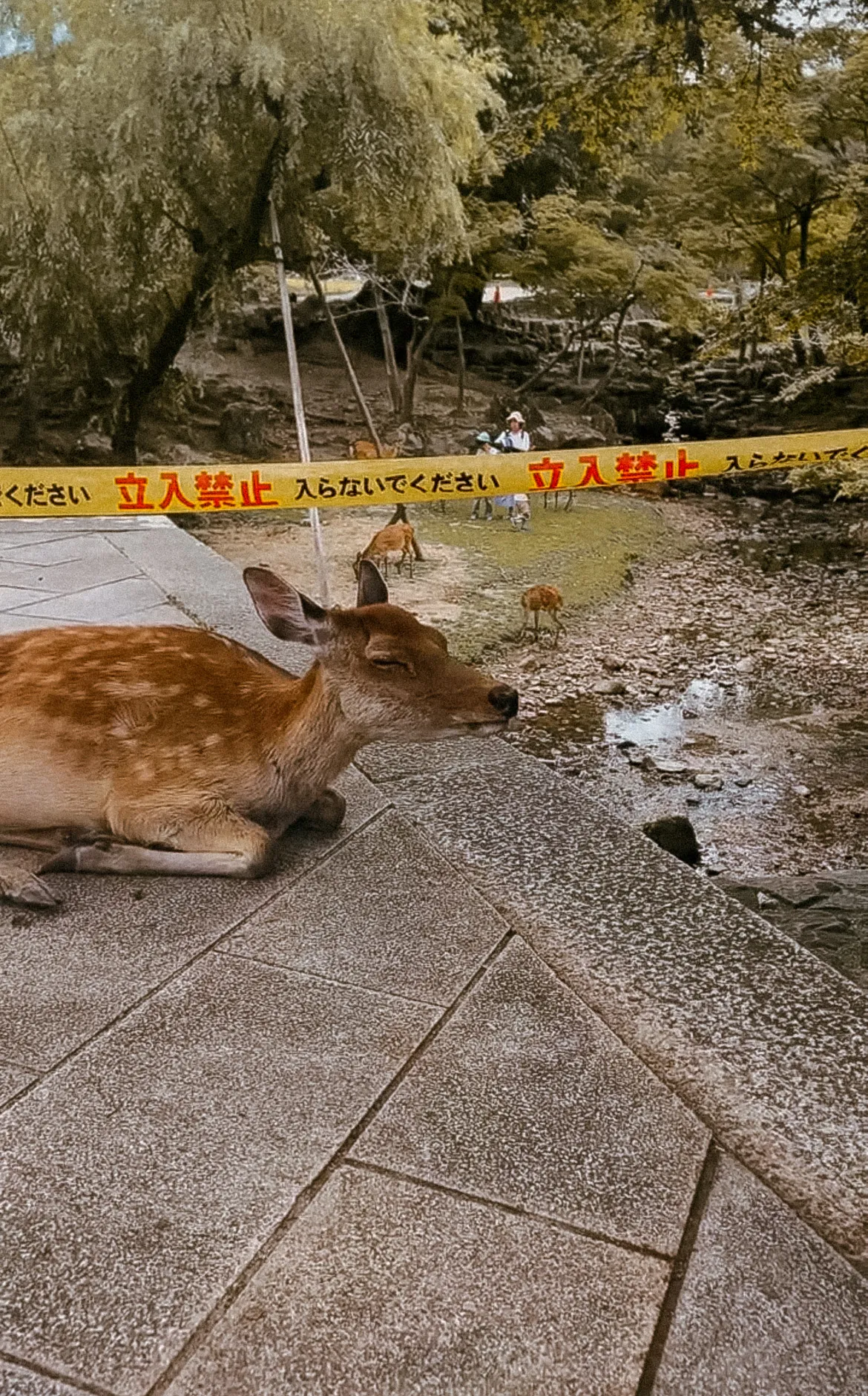 4 jours à Nara : entre lieux emblématiques et lieux moins connus xg6fza