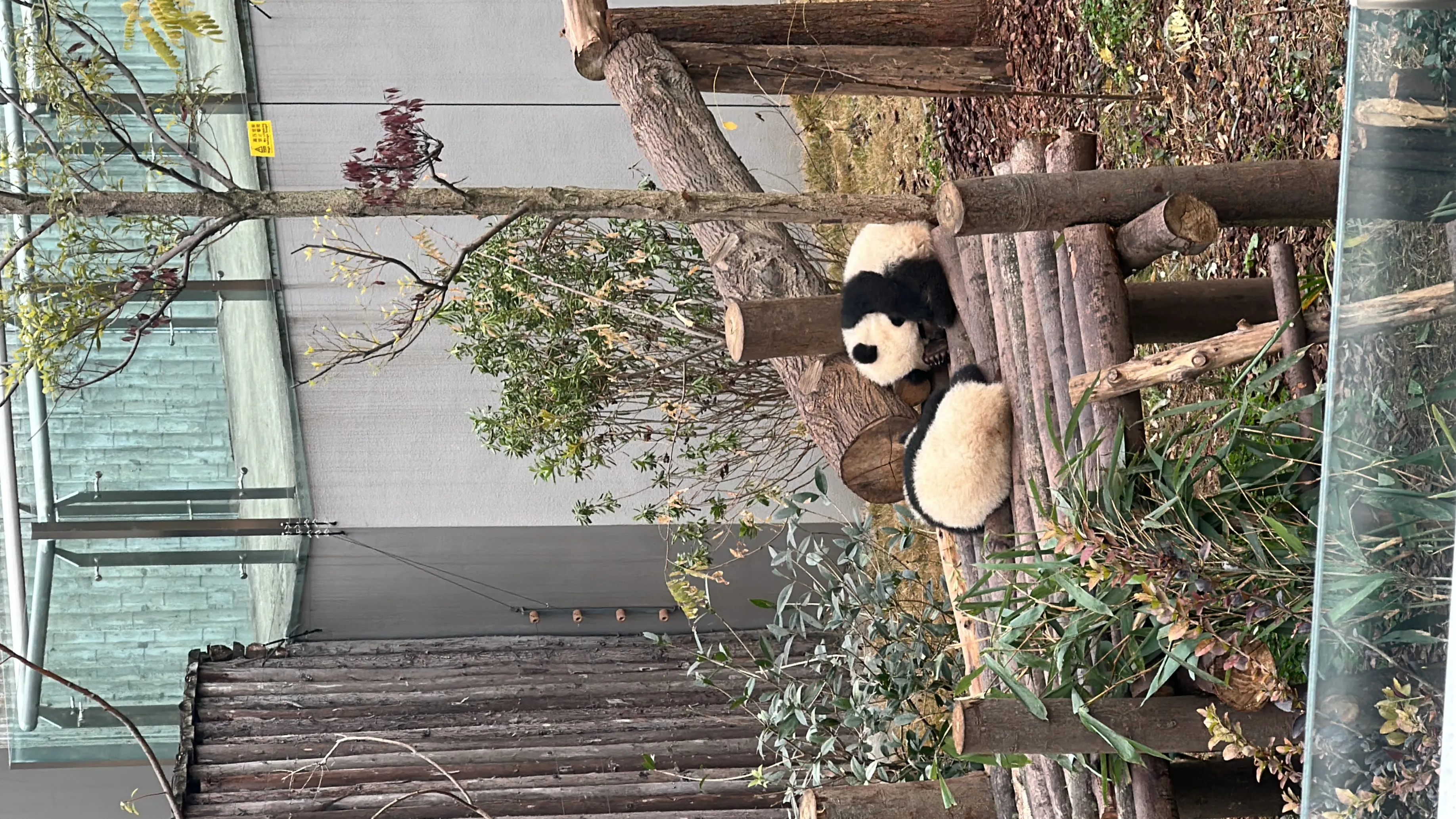 Winter fam finds in Chengdu x5le5u