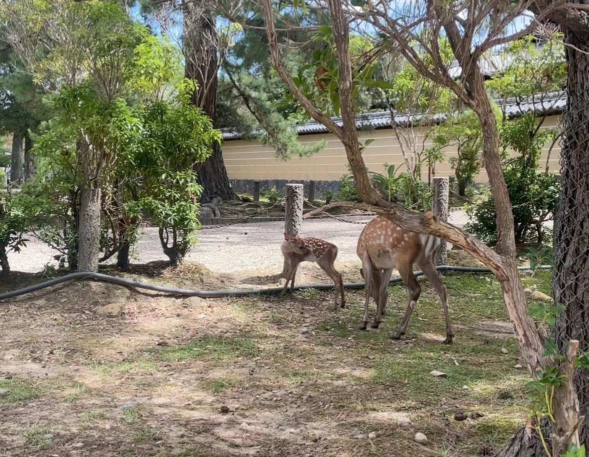 4 jours à Nara : entre lieux emblématiques et lieux moins connus xg6fza