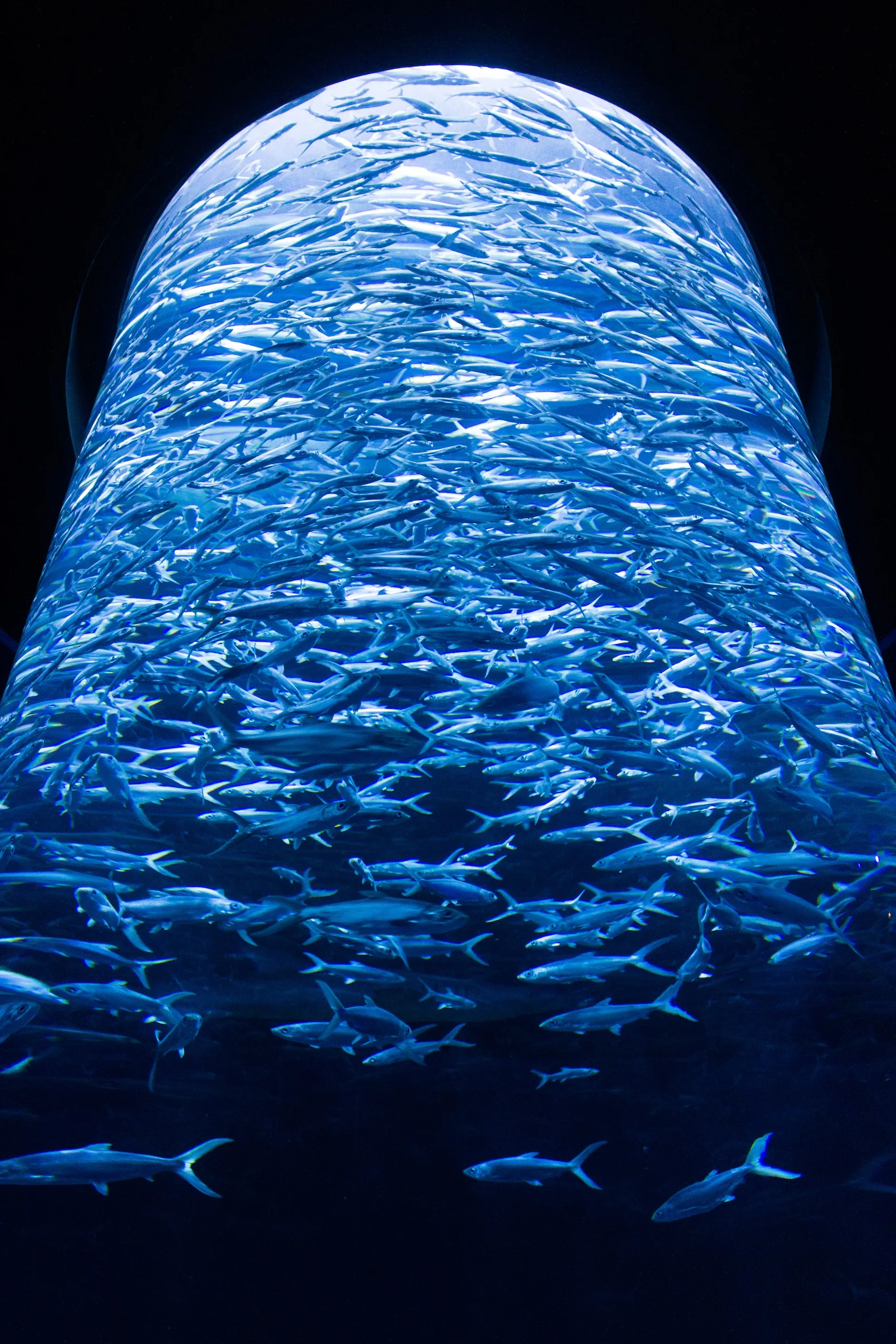 4 Days Journey through Hong Kong's Vibrant Culture and Marvels 1h1zkk