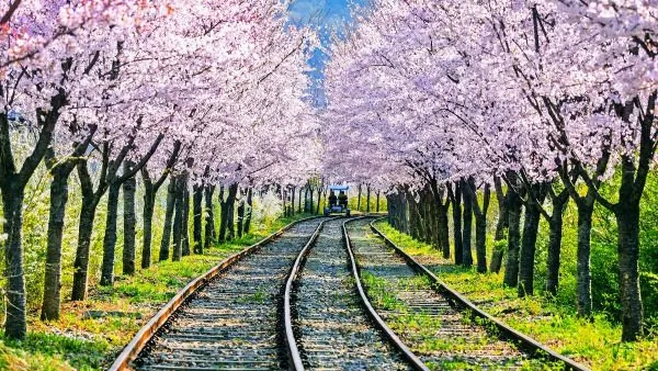 Group Experience : Day Trip to Nami Island, Garden of Morning Calm (With Rail Bike)