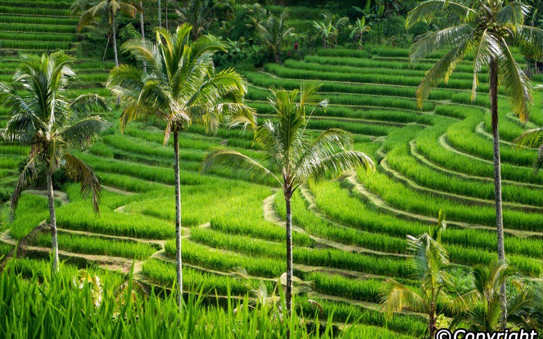 Jatiluwih Rice Terrace