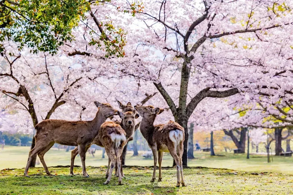 https://api.holicay.com/uploads/large_e25c469d-webp-nara_park_559363bd98.webp