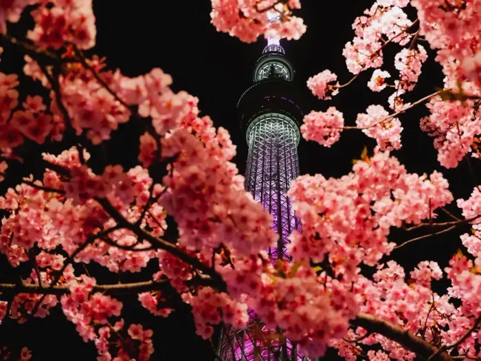 5 Days in Tokyo: An Unforgettable Journey Through the City’s Best Sights and Hidden Gems